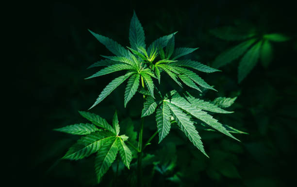 A Complete Guide to Fresh Cannabis Flower in Eastchester