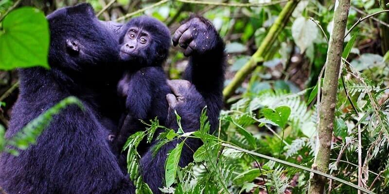 Rwanda gorilla safari