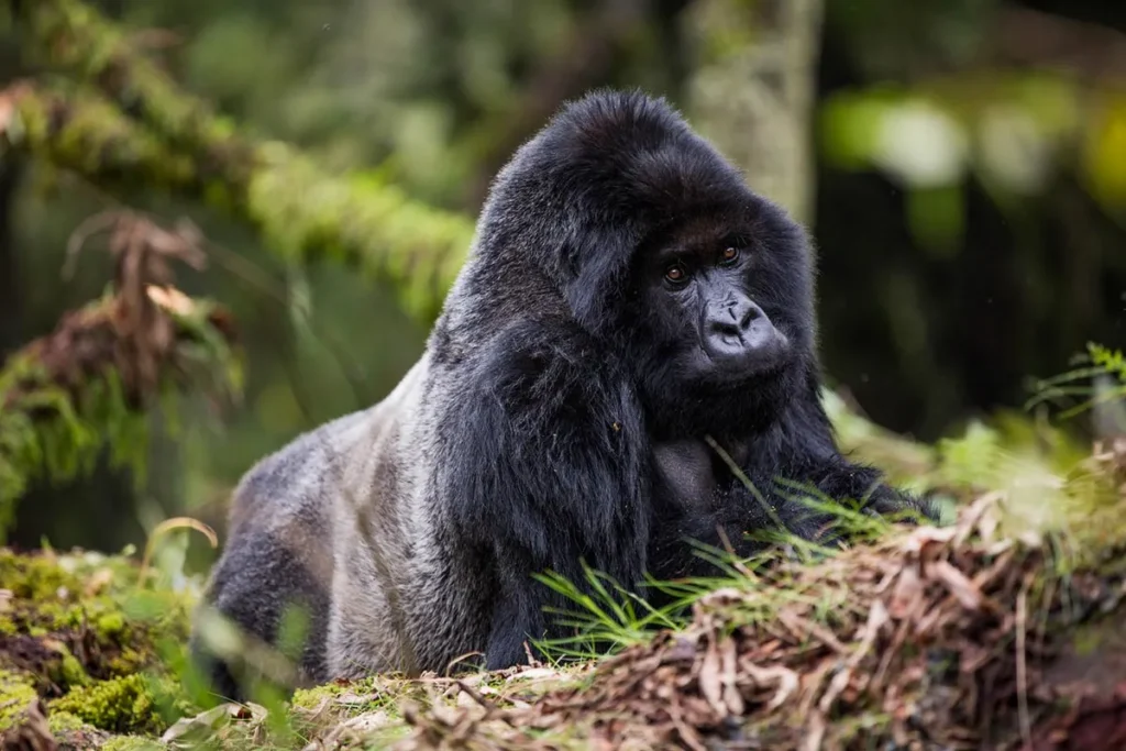 gorillas